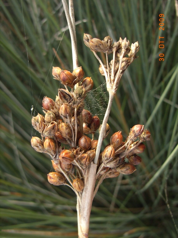 Juncus acutus